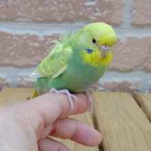 手乗り！羽衣セキセイインコ　2020年07月21日