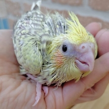ぷっくり～オカメインコ・シナモンパール 2020年07月21日
