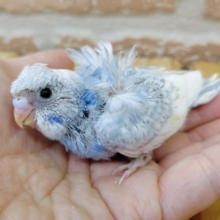 天使のようなインコちゃん　羽衣セキセイインコ 2020年07月26日
