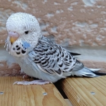 強面！ジャンボセキセイインコ 2020年07月08日