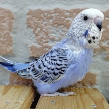 この表情がたまらない！ジャンボセキセイインコ そのⅡ2020年07月08日