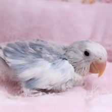 激レア!! コザクラインコ“ホワイトフェイス” 2020.7/25撮影