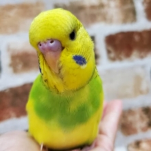 ベタ馴れジャンボセキセイインコ！