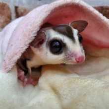 フクロモモンガの男の子♪