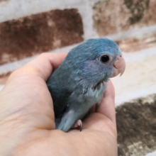 最新画像あります！！ブルーのマメルリハちゃん♪