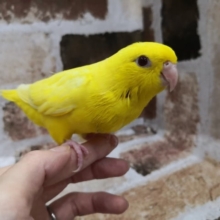 ルチノーのサザナミインコさん入荷いたしました♪