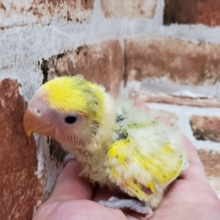 最新画像更新！！大人気♪タイガーチェリー！コザクラインコ