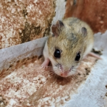 また珍種！チャイニーズハムスター！