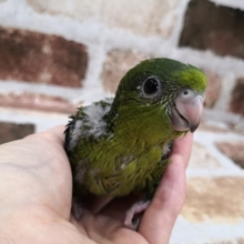 ノーマルカラーのサザナミインコさん♪