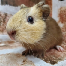 美味しそうな色♪イングリッシュモルモット♂