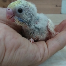 人気上昇中カラー！セキセイインコ（レインボーｘパイド）！！