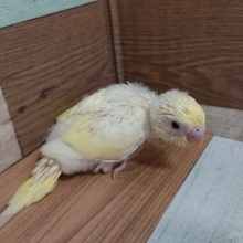 激レアカラーさんでｺﾞｻﾞｲﾏｽ♪セキセイインコ（クリーム）