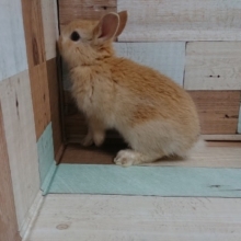 イケメン！ネザーランドドワーフラビット(男のコ)来ました！