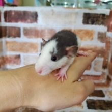 ふわふわ！レッキスファンシーラット！