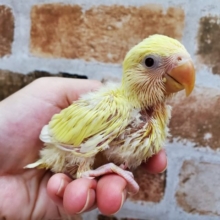 画像更新～！珍！クリーム小桜インコ♪