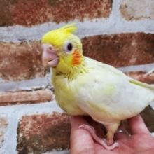 おすまし♪ルチノーオカメ☆