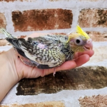 うぶうぶオカメ♪パール　