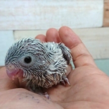 久しぶりにきました！マメルリハインコ（アメリカンホワイト）～～