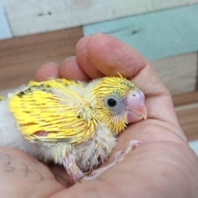 ご飯アピール、ｽﾃｷです☆　セキセイインコ（ハルクィン）～