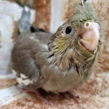 久しぶり？並オカメインコ！