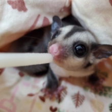 可愛すぎるモモンガベビー♪