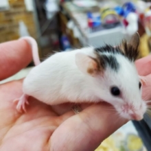 小さすぎる！パンダマウス♪