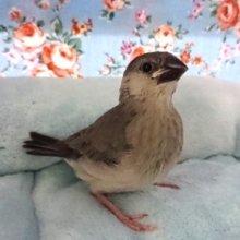 色の変化してきましたー 桜文鳥！！