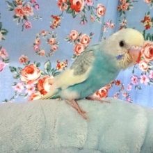そろそろカゴデビューかな？？セキセイインコ（レインボーｘパイド）～～
