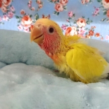 かまってほしいよぉ～ コザクラインコ(ルチノー)