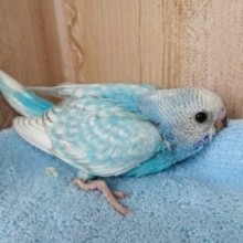 むっちりバディで　ｽﾃｷ！セキセイインコ（スパングル）