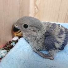 ちょっと抱っこしてください。。コザクラインコ（バイオレットファクター）