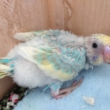 個性が出ております～セキセイインコのレインボーですおｐン