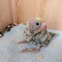 まだちょっと未知数のセキセイインコ（レインボー）ですよ～～