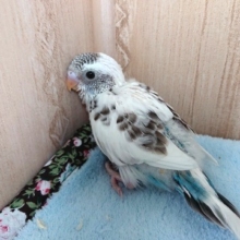黒い瞳が特徴となります！セキセイインコ（ハルクィン）～～
