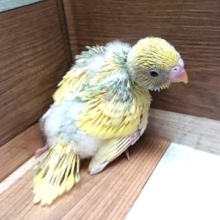 このコはｷﾚｲです☆　セキセイインコ（クリーム系レインボーパイド）