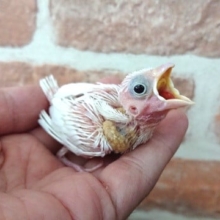 そろそろ入荷がぁ。。。貴重です！白文鳥！！！
