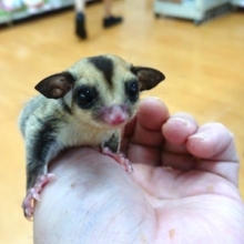 すっごく　甘えます。。どうしよう可愛い　フクロモモンガ（男のコ）～