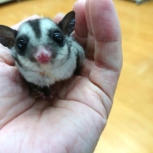 久しぶりにやってきました！フクロモモンガ（女のコ）☆