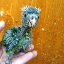落ち着きなさすぎ。。キガシラアオハシインコ！きました♪
