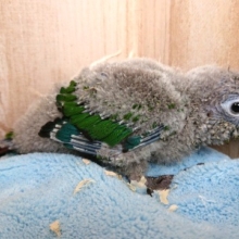 綿毛がｽﾃｷ☆　ホオミドリウロコインコ（ノーマル）来ましたっ