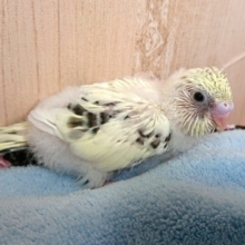 ほんのりクリームがのってます☆セキセイインコ（ハルクィン）～