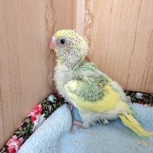 どんな風になる？？セキセイインコ（レインボーパイド）！