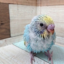 夏らしく「ラムネからー」　のセキセイインコ（レインボーパイド）～