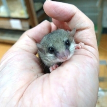 癒しをいただけます。。アフリカヤマネ～～