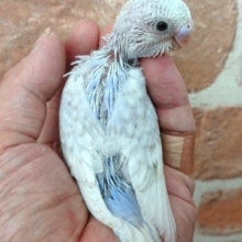 ジッとなんてしてらんない！！セキセイインコ（ウィング）～～