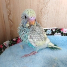 ｽﾃｷですよ～セキセイインコ（レインボーｘパイド　グレー多め）