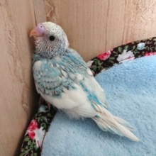 はっきりくっきり！！セキセイインコ（スパングルｘパイド）～～
