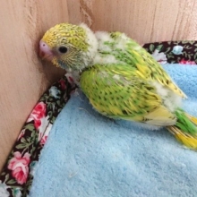 爽やかグリーン☆セキセイインコ（スパングルｘパイド）