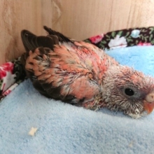 ピンクがｽﾃｷです！！ローズアキクサインコ♪♪