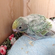 食べるの大好き！セキセイインコ（パステルレインボー）～～